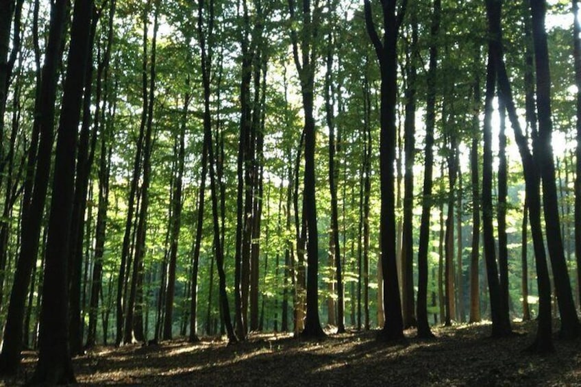 Small Carpathian forest