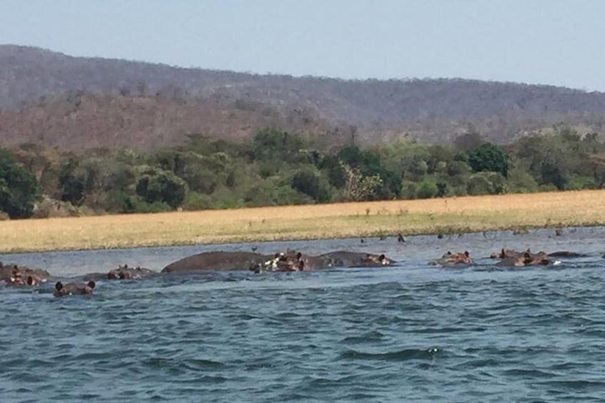 These may appear from a distance to be rocks OR floaters they are not..this will be common experience when you cruise on the Zambezi River on your ferry to Chobe National Park.Make it a REALITY .