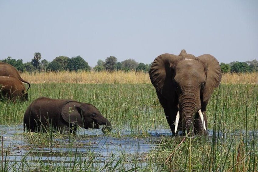 Chobe Day Trip Botswana