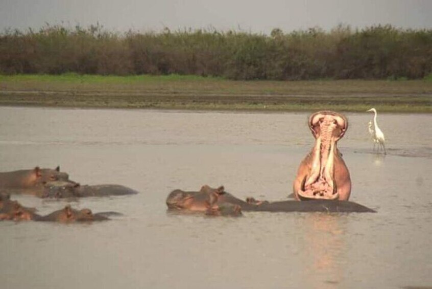 Chobe Day Trip Botswana