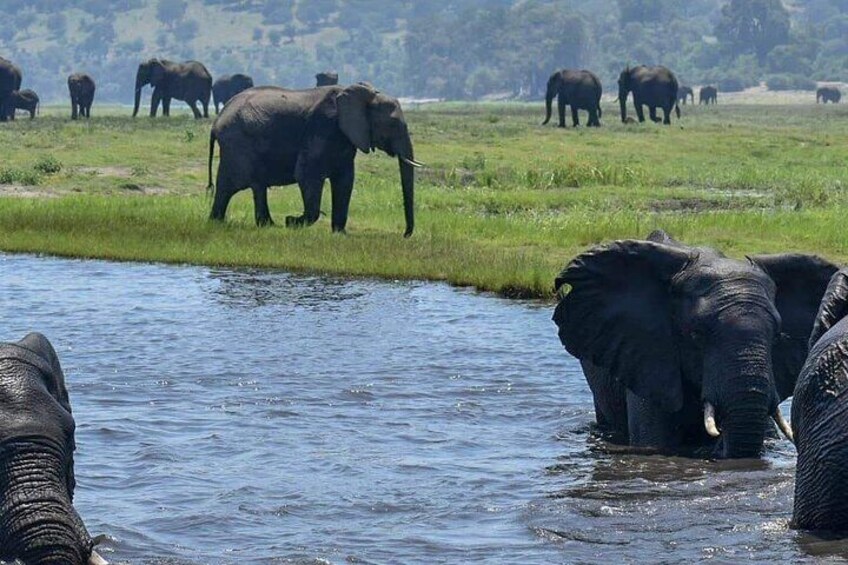 Chobe Day Trip Botswana
