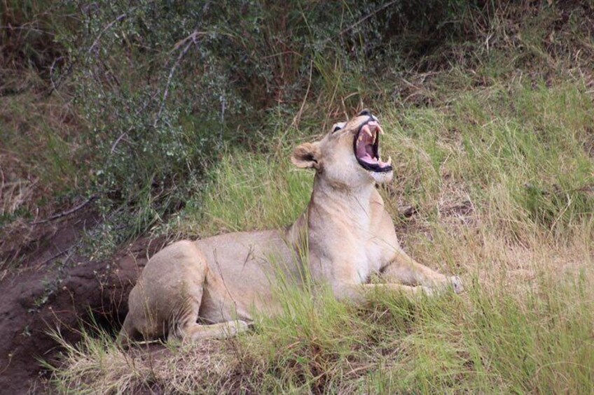 Chobe Day Trip Botswana