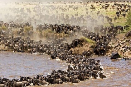 Best Of Kenya Safaris