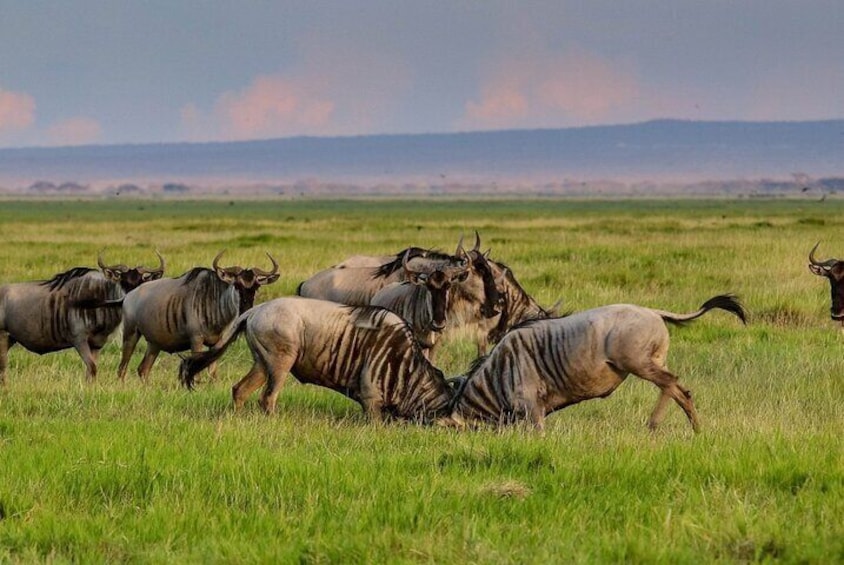 4-Day Serengeti, Ngorongoro,Tarangire safari