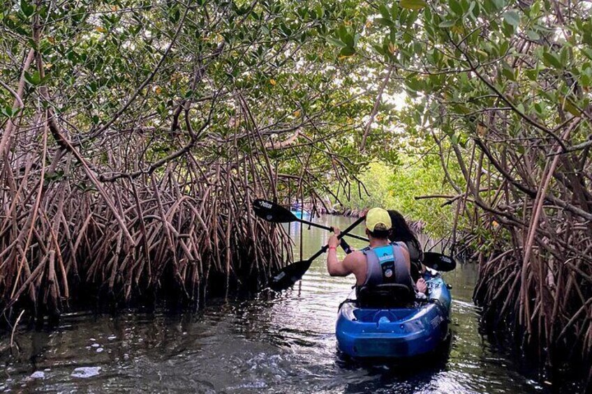 Thousand Island Mangrove Tunnel, Manatee & Dolphin Kayak Tour w/Cocoa ...