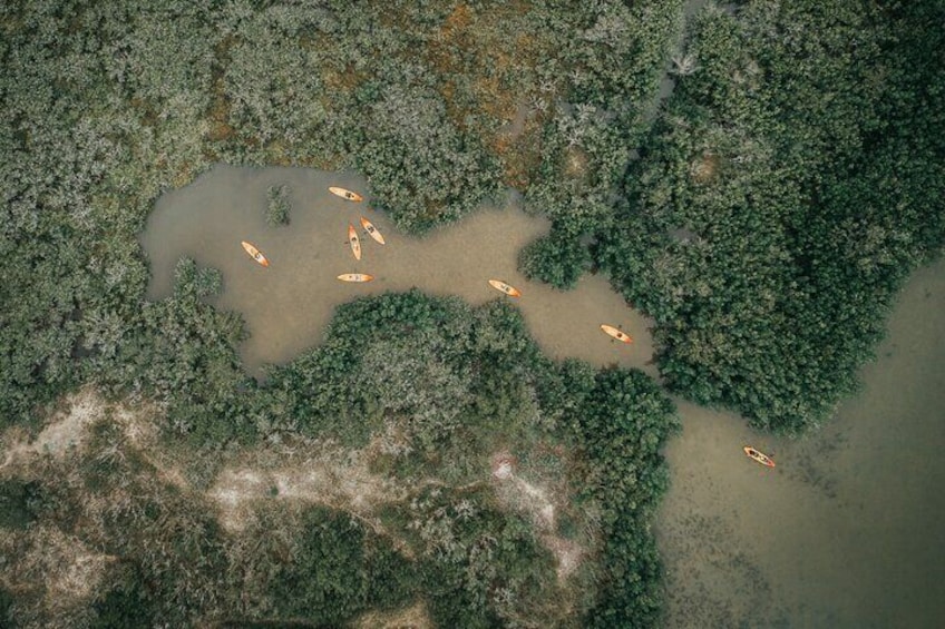 Thousand Island Mangrove Tunnel, Manatee & Dolphin Kayak Tour w/Cocoa Kayaking