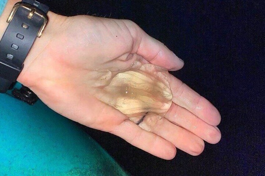 Possible Sightings of Bioluminescent Comb Jellies!!