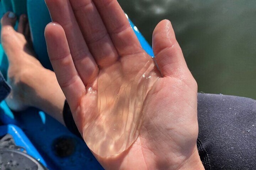 Thousand Islands Mangrove Tunnel and Bioluminescent Comb Jelly Sunset Kayak Tour