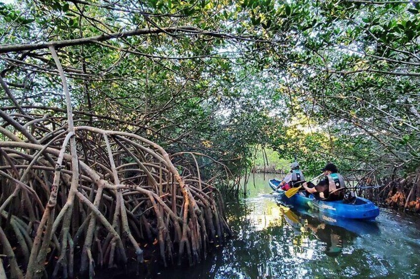 Thousand Islands Mangrove Tunnel and Bioluminescent Comb Jelly Sunset Kayak Tour