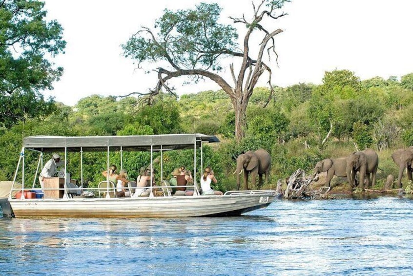 Chobe River Mid Morning Cruise