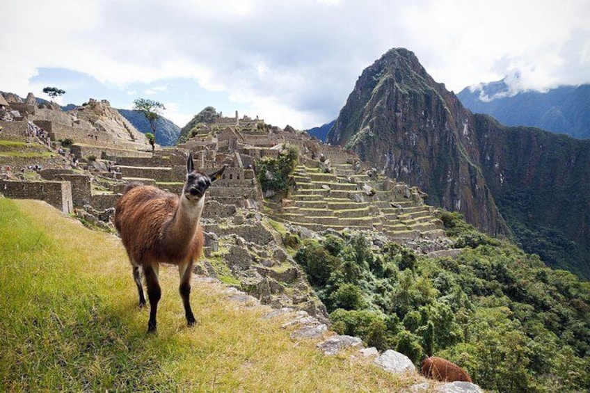 Machu Picchu Day Trip from Cusco