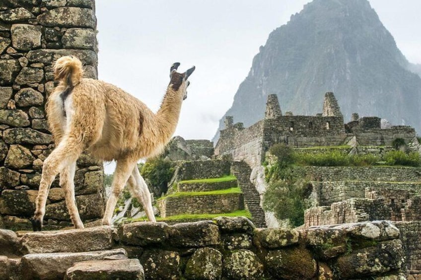 Machu Picchu Day Trip from Cusco