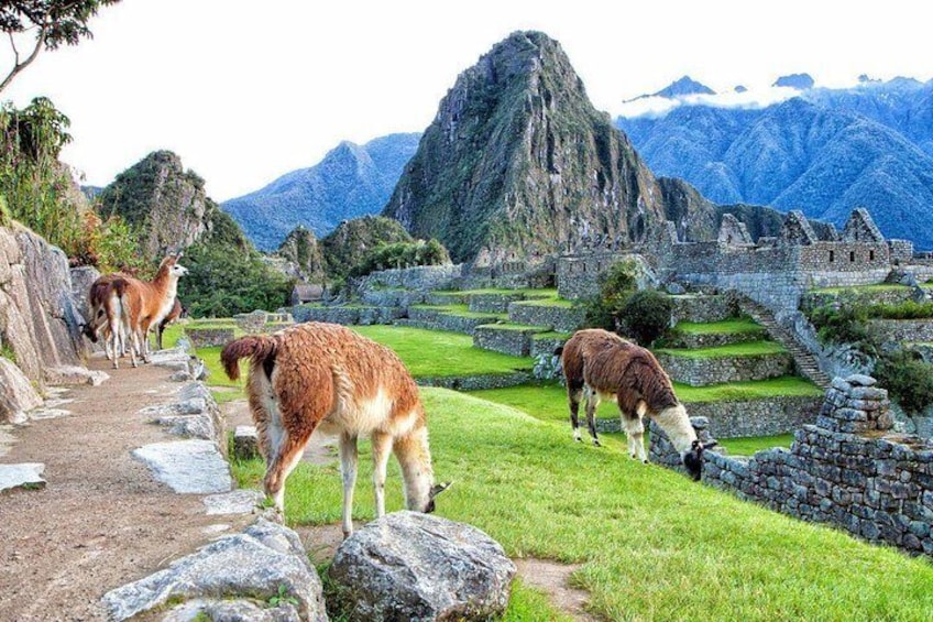 Machu Picchu Day Trip from Cusco