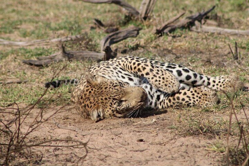 Kruger National Park, Safari Game Drive.