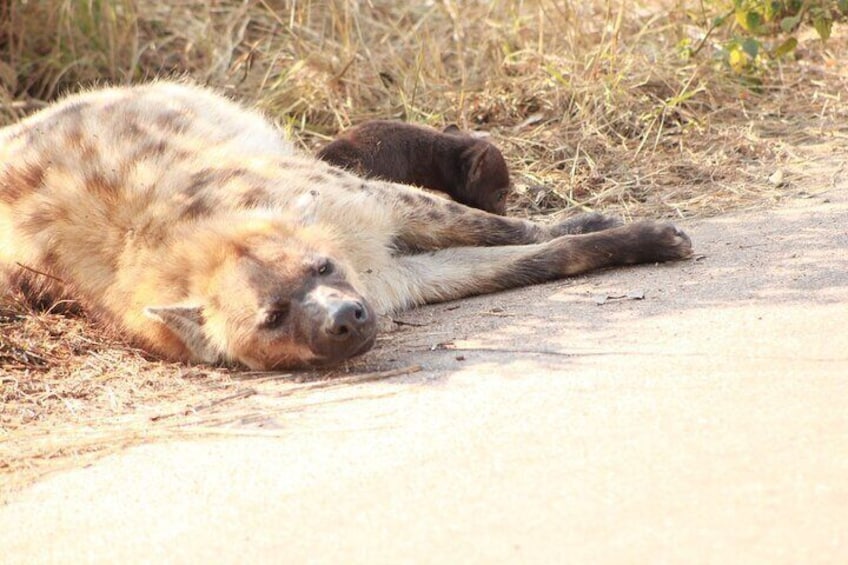 Kruger National Park, Safari Game Drive.