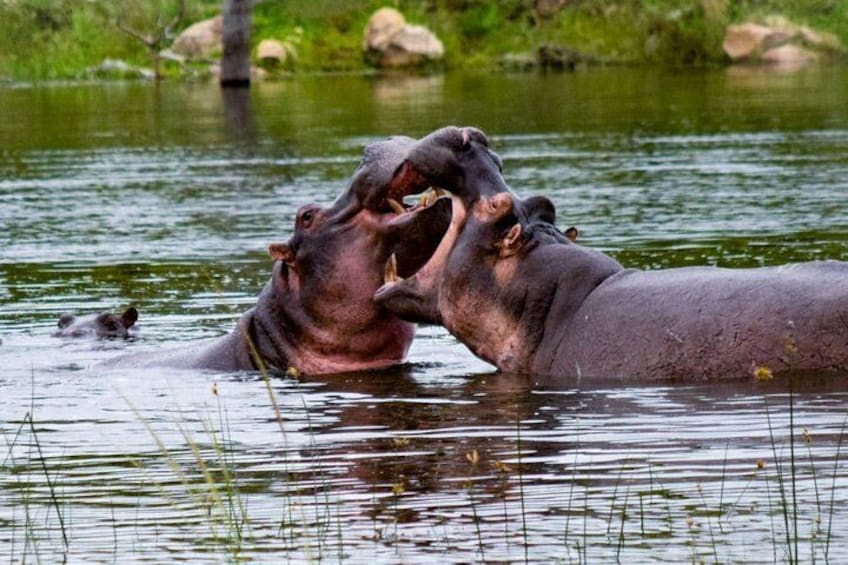 Kruger National Park