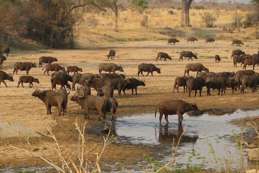 Ruaha National Park - Tanzania.
We offer the best and unique Safari experience which bring a great memories of traveling in Africa. After morning game drive you will have a morning breakfast. Book now
