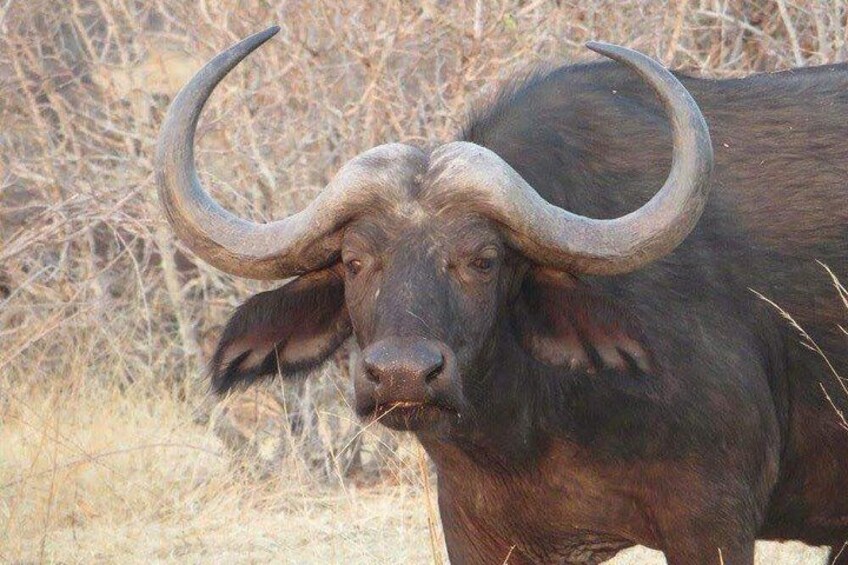 This is Buffalo, The famous aggressive wild animal. During your traveling with us don't think to mess up meet this kind of animal.Meet our professional and experienced Safari guides who will walk you