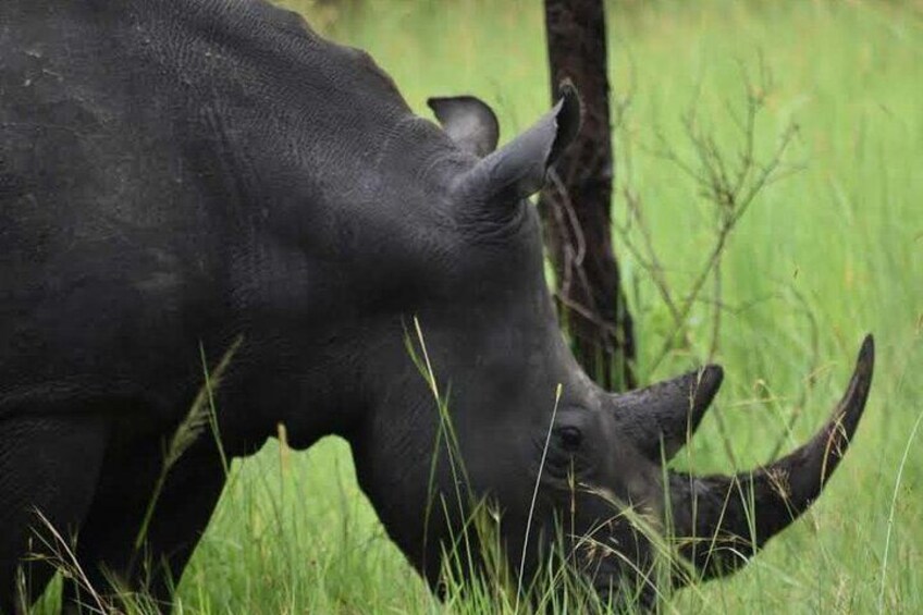 3 Days Ultimate Big Five Safari: Murchison Falls & Rhinos