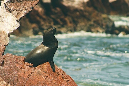 Paracas National Reserve & Ballestas Islands - full day from Lima