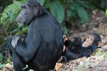 3 Days Chimpanzee Tracking-Gombe National Park
