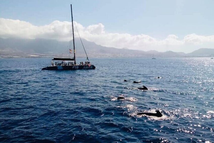 Whale Watching Catamaran in Costa Adeje (Including drinks & Sandwich)