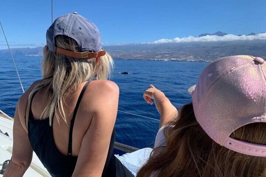 Whale and Dolphin Watching Yacht Trip in Puerto Colon