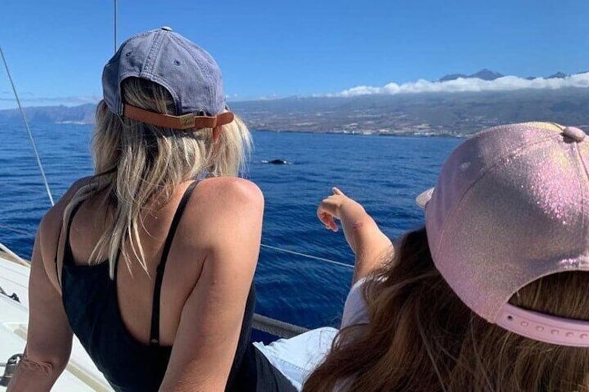 Whale and Dolphin Watching Yacht Trip in Puerto Colon