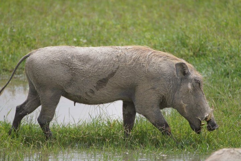 White warthog eating grass during rain season at Ngorongoro crater 
