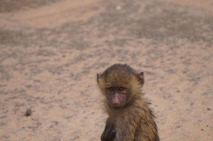 Baby baboon