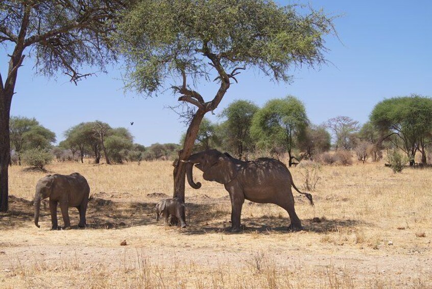 Elephants under the tree