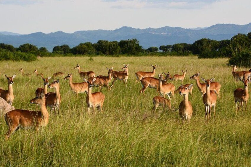 Eziketours.com