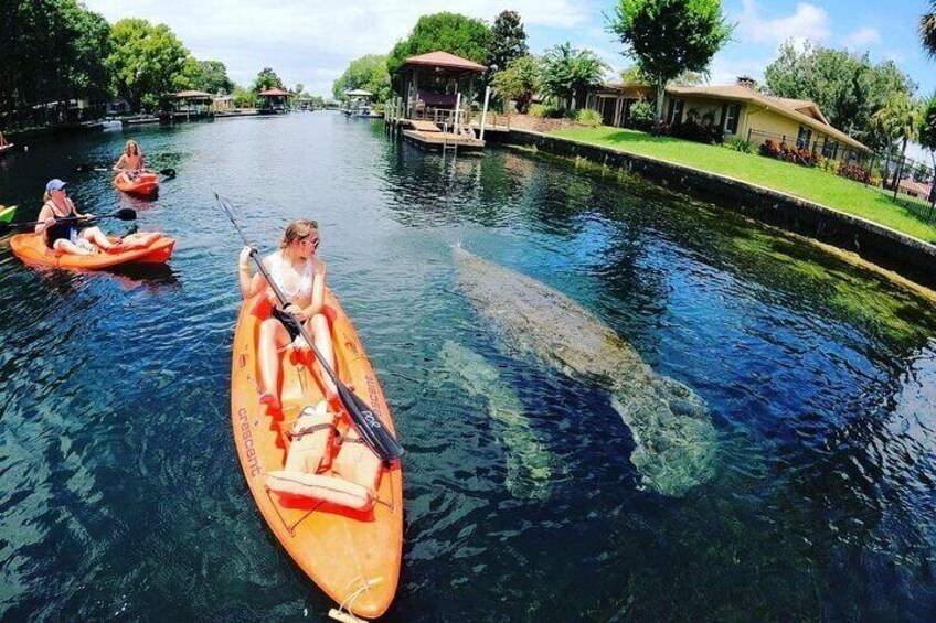 Kayaking with manatees