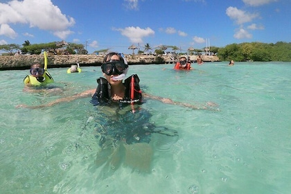 Discover Snorkelling Mangel Halto Aruba