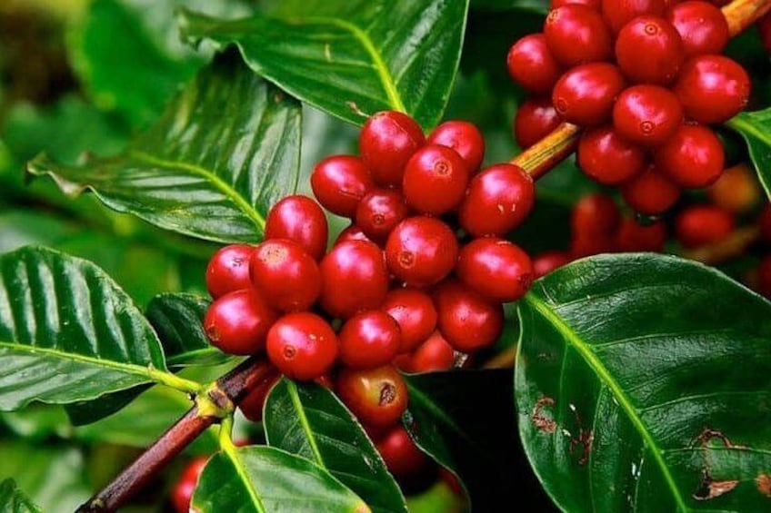 Coffee experience: Tradition and essence