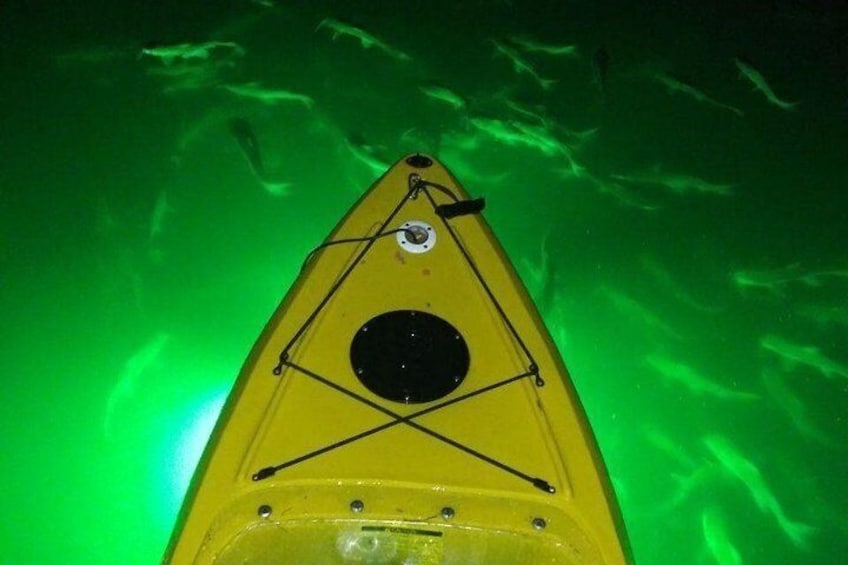 Everyone loves feeding the hundreds of fish up close on our kayak night tours!