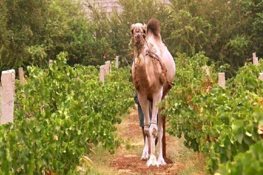 Day Tour of Casablanca with Lunch and Wine Tasting in Benslimane Vineyard