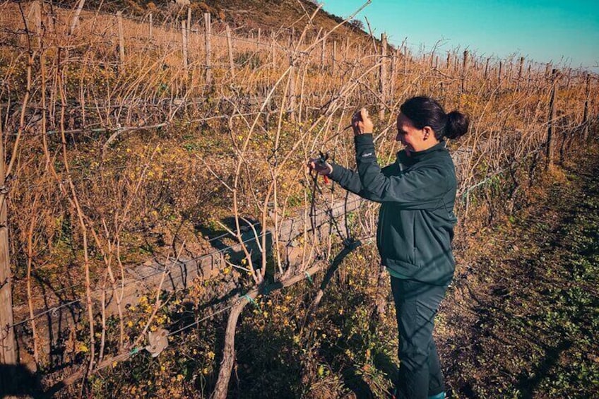 Wine Tour and Mount Etna Combo Private Experience from Taormina