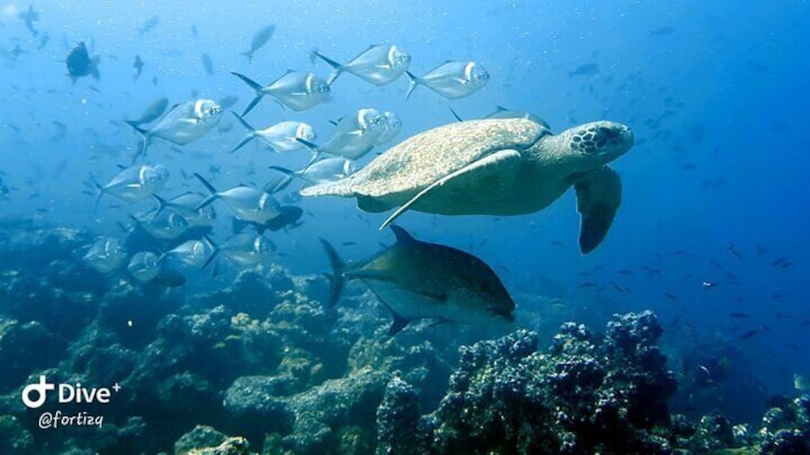 Full Day Tour Pinzon Island + La Fe/Las Palmas - Snorkeling & Fishing