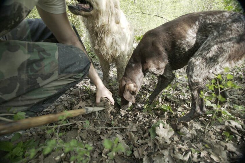 Private Truffle Hunting Experience with Light Lunch and Olive oil Tasting