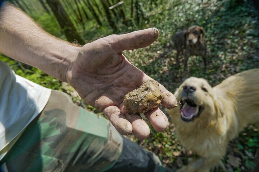 Private Truffle Hunting Experience with Light Lunch and Olive oil Tasting