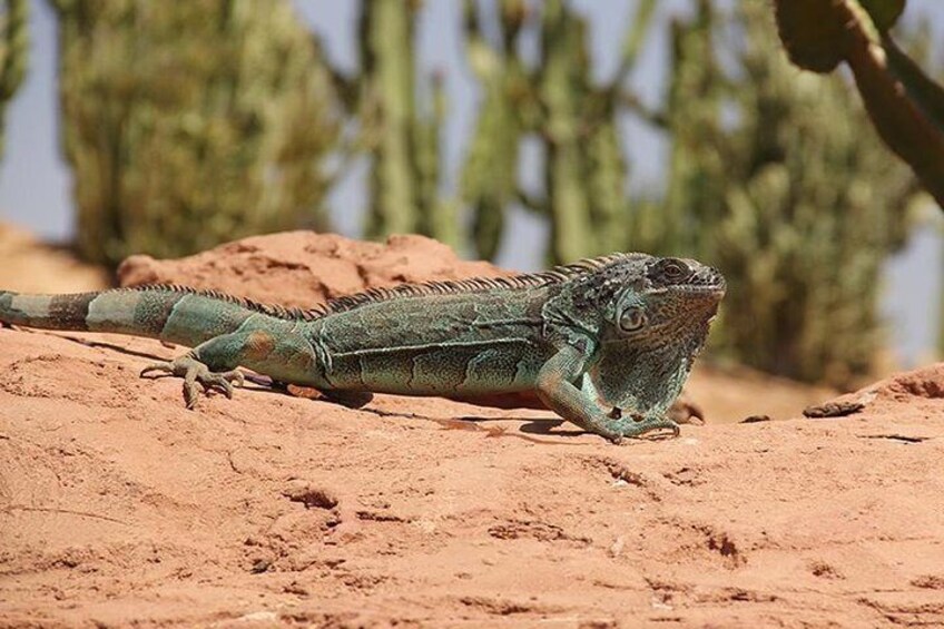 Crocoparc Tour in Agadir