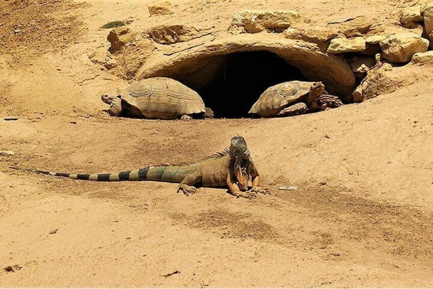 Crocoparc Tour in Agadir