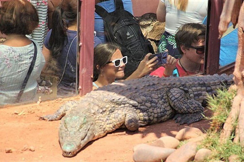 Crocoparc Tour in Agadir