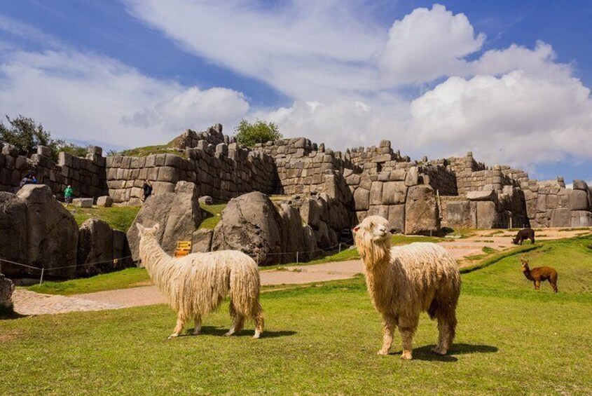 SACSAYHUAMAN WITH PERUVIAN LLAMAS