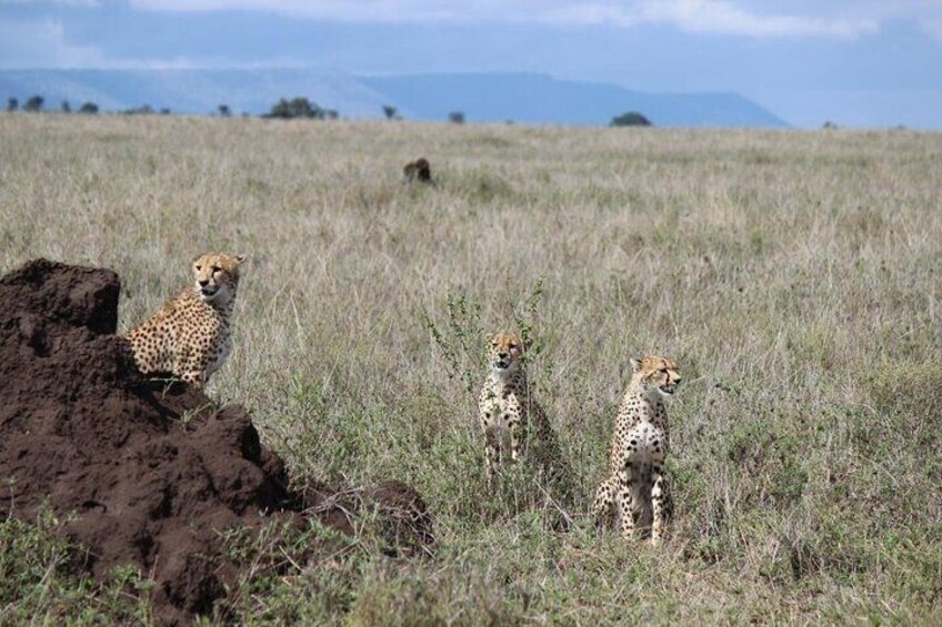 3 Day Safari from Arusha: Serengeti and Ngorongoro