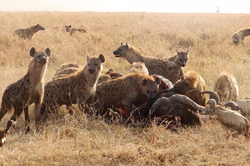 3 Day Safari from Arusha: Serengeti and Ngorongoro