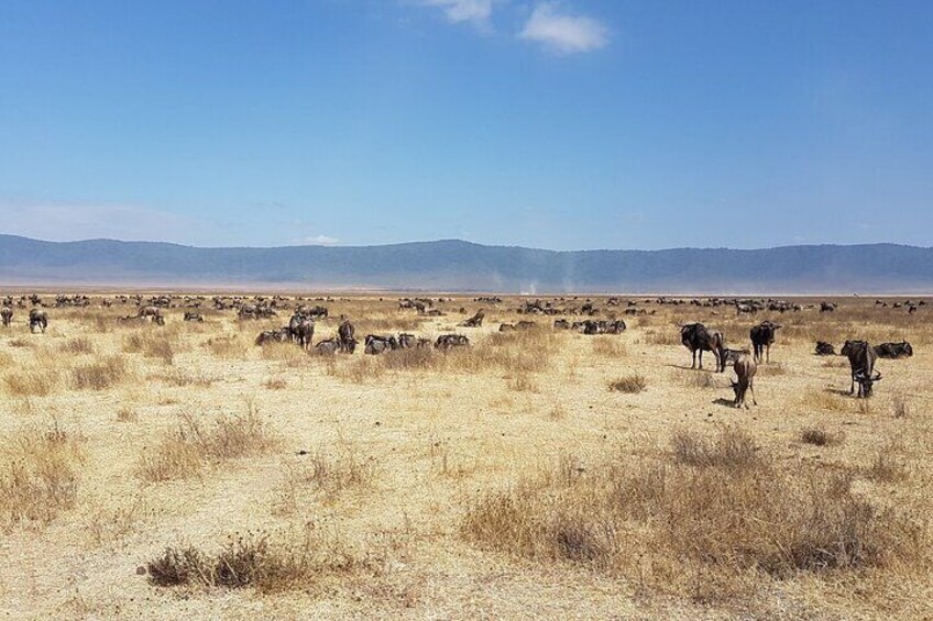 3 Day Safari from Arusha: Serengeti and Ngorongoro