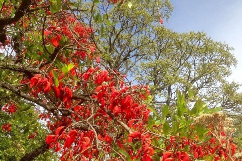 The ceibo flowers between August and October: a wonderful sight. 