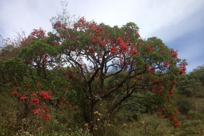 The hills around San Lorenzo are scatterted with ceibo trees, one of the first to flower in the Spring.